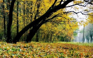 白羊座的睡眠習(xí)慣：性別差異與星座特質(zhì)