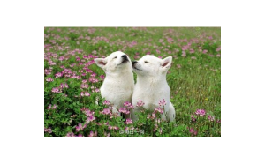 白羊想分手的前兆