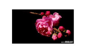 天秤座容易招爛桃花嗎