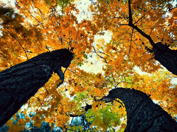 白羊女與射手男：星座間的火花是否點(diǎn)燃愛情？