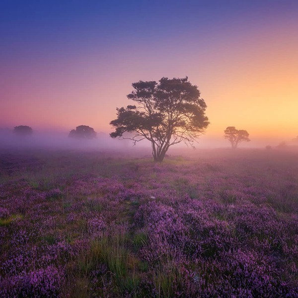 巨蟹座與雙子座：星座間的友誼橋梁